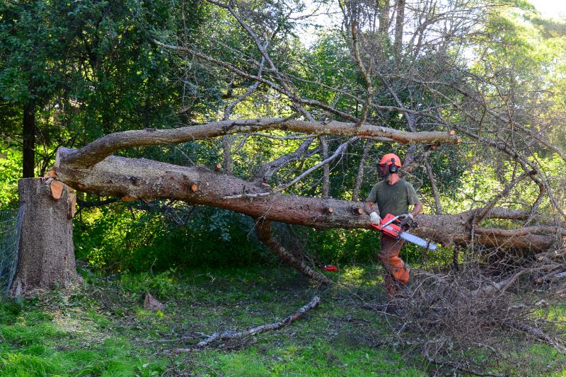 Tree Removal Process