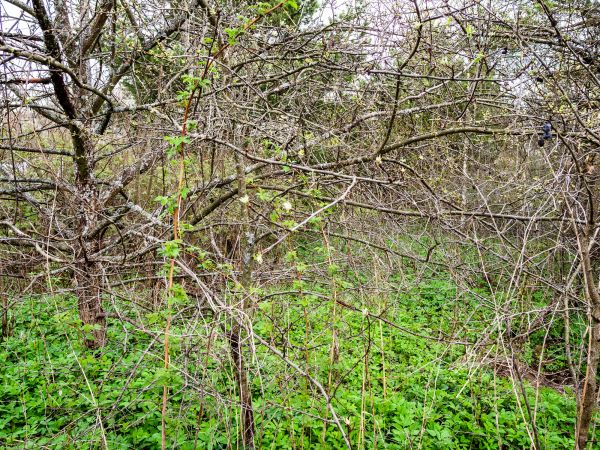 Underbrush Clearing in Binghamton
