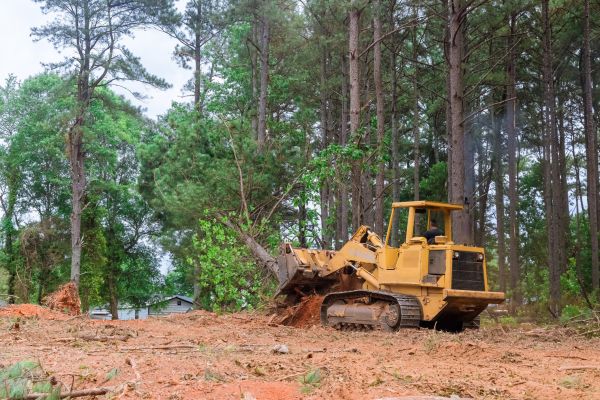 Forest Thinning in Binghamton