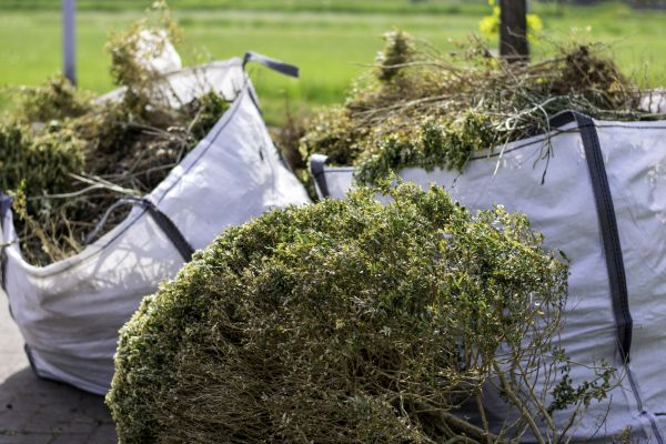Bushes Clearing in Binghamton